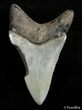 Inch Long Megalodon Tooth #2904-1